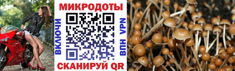 купить закладку  Цимлянск  ОМГ ОМГ сайт  Псилоцибиновые грибы Cubensis 